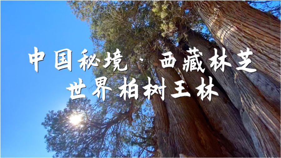 紫色魔法师守城中文版